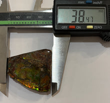 Load image into Gallery viewer, Ammolite Ammonite Gem Stone from Alberta 1.5 Inches