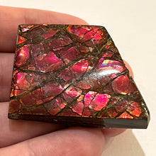Load image into Gallery viewer, Ammolite Ammonite Gem Stone from Alberta 1.8 Inches