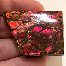 Load image into Gallery viewer, Ammolite Ammonite Gem Stone from Alberta 1.8 Inches