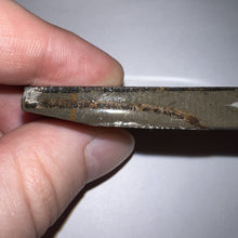 Load image into Gallery viewer, Ammolite Ammonite Gem Stone from Alberta 1.8 Inches