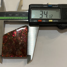 Load image into Gallery viewer, Ammolite Ammonite Gem Stone from Alberta 1.8 Inches