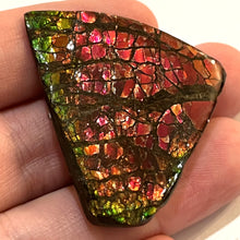 Load image into Gallery viewer, Ammolite Ammonite Gem Stone from Alberta 1.7 Inches