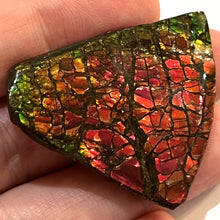 Load image into Gallery viewer, Ammolite Ammonite Gem Stone from Alberta 1.7 Inches