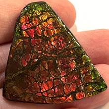 Load image into Gallery viewer, Ammolite Ammonite Gem Stone from Alberta 1.7 Inches