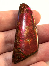 Load image into Gallery viewer, Ammolite Ammonite Gem Stone from Alberta 2.1 Inches