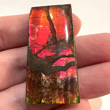 Load image into Gallery viewer, Ammolite Ammonite Gem Stone from Alberta 1.8 Inches