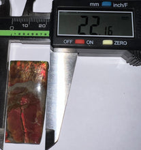 Load image into Gallery viewer, Ammolite Ammonite Gem Stone from Alberta 1.8 Inches