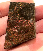 Load image into Gallery viewer, Ammolite Ammonite Gem Stone from Alberta 2.1 Inches