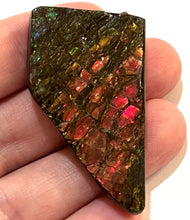 Load image into Gallery viewer, Ammolite Ammonite Gem Stone from Alberta 1.9 Inches