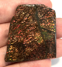 Load image into Gallery viewer, Ammolite Ammonite Gem Stone from Alberta 1.7 Inches