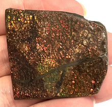 Load image into Gallery viewer, Ammolite Ammonite Gem Stone from Alberta 1.7 Inches