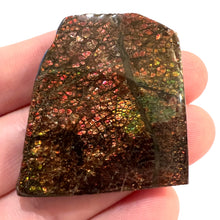 Load image into Gallery viewer, Ammolite Ammonite Gem Stone from Alberta 1.7 Inches