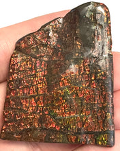 Load image into Gallery viewer, Ammolite Ammonite Gem Stone from Alberta 2.2 Inches