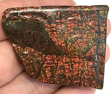 Load image into Gallery viewer, Ammolite Ammonite Gem Stone from Alberta 2.2 Inches