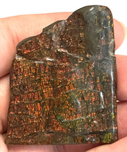Load image into Gallery viewer, Ammolite Ammonite Gem Stone from Alberta 2.2 Inches