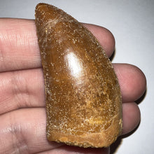 Load image into Gallery viewer, Carcharodontosaur Fossil Tooth 1.97 Inches Incredible Serrations