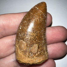 Load image into Gallery viewer, Carcharodontosaur Fossil Tooth 1.97 Inches Incredible Serrations