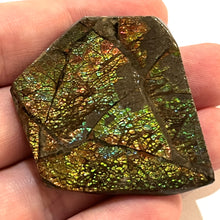 Load image into Gallery viewer, Ammolite Ammonite Gem Stone from Alberta 1.8 Inches
