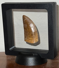Load image into Gallery viewer, Carcharodontosaur Fossil Tooth 1.97 Inches Incredible Serrations