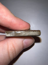 Load image into Gallery viewer, Ammolite Ammonite Gem Stone from Alberta 1.75 Inches