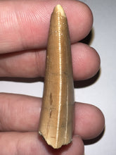Load image into Gallery viewer, Carcharodontosaur Fossil Tooth 1.86 Inches Incredible Serrations