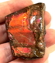 Load image into Gallery viewer, Ammolite Ammonite Gem Stone from Alberta 2.25 Inches