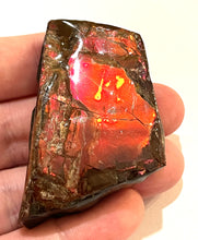 Load image into Gallery viewer, Ammolite Ammonite Gem Stone from Alberta 2.25 Inches