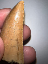 Load image into Gallery viewer, Carcharodontosaur Fossil Tooth 1.86 Inches Incredible Serrations