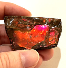 Load image into Gallery viewer, Ammolite Ammonite Gem Stone from Alberta 2.25 Inches