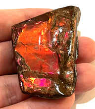 Load image into Gallery viewer, Ammolite Ammonite Gem Stone from Alberta 2.25 Inches