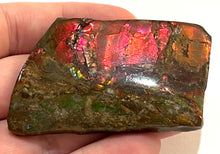 Load image into Gallery viewer, Ammolite Ammonite Gem Stone from Alberta 2.5 Inches