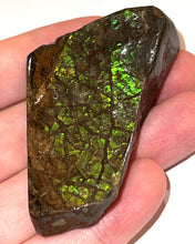 Load image into Gallery viewer, Ammolite Ammonite Gem Stone from Alberta 2.3 Inches
