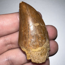 Load image into Gallery viewer, Large Carcharodontosaur Fossil Tooth 2.04 Inches