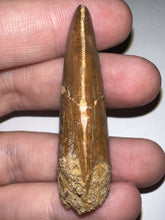Load image into Gallery viewer, Large Carcharodontosaur Fossil Tooth 2.04 Inches