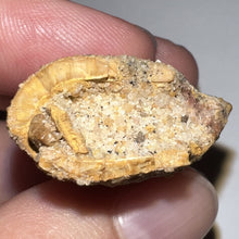 Load image into Gallery viewer, Large Carcharodontosaur Fossil Tooth 2.04 Inches
