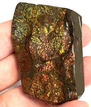 Load image into Gallery viewer, Ammolite Ammonite Gem Stone from Alberta 2.5 Inches