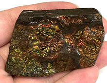 Load image into Gallery viewer, Ammolite Ammonite Gem Stone from Alberta 2.5 Inches