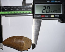 Load image into Gallery viewer, Large Carcharodontosaur Fossil Tooth 2.04 Inches