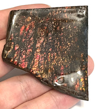 Load image into Gallery viewer, Ammolite Ammonite Gem Stone from Alberta 2.35 Inches