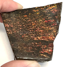 Load image into Gallery viewer, Ammolite Ammonite Gem Stone from Alberta 2.35 Inches