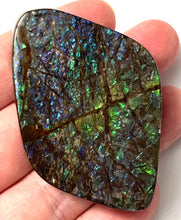 Load image into Gallery viewer, Ammolite Ammonite Gem Stone from Alberta 2.5 Inches