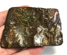 Load image into Gallery viewer, Ammolite Ammonite Gem Stone from Alberta 3.3 Inches