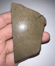 Load image into Gallery viewer, Ammolite Ammonite Gem Stone from Alberta 3.1 Inches