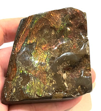 Load image into Gallery viewer, Ammolite Ammonite Gem Stone from Alberta 2.9 Inches