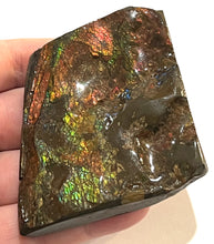 Load image into Gallery viewer, Ammolite Ammonite Gem Stone from Alberta 2.9 Inches