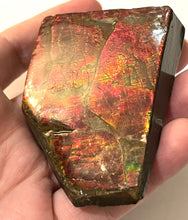 Load image into Gallery viewer, Ammolite Ammonite Gem Stone from Alberta 3 Inches