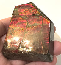 Load image into Gallery viewer, Ammolite Ammonite Gem Stone from Alberta 3 Inches