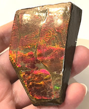 Load image into Gallery viewer, Ammolite Ammonite Gem Stone from Alberta 3 Inches