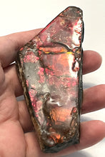 Load image into Gallery viewer, Ammolite Ammonite Gem Stone from Alberta 4.25 Inches