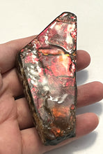Load image into Gallery viewer, Ammolite Ammonite Gem Stone from Alberta 4.25 Inches